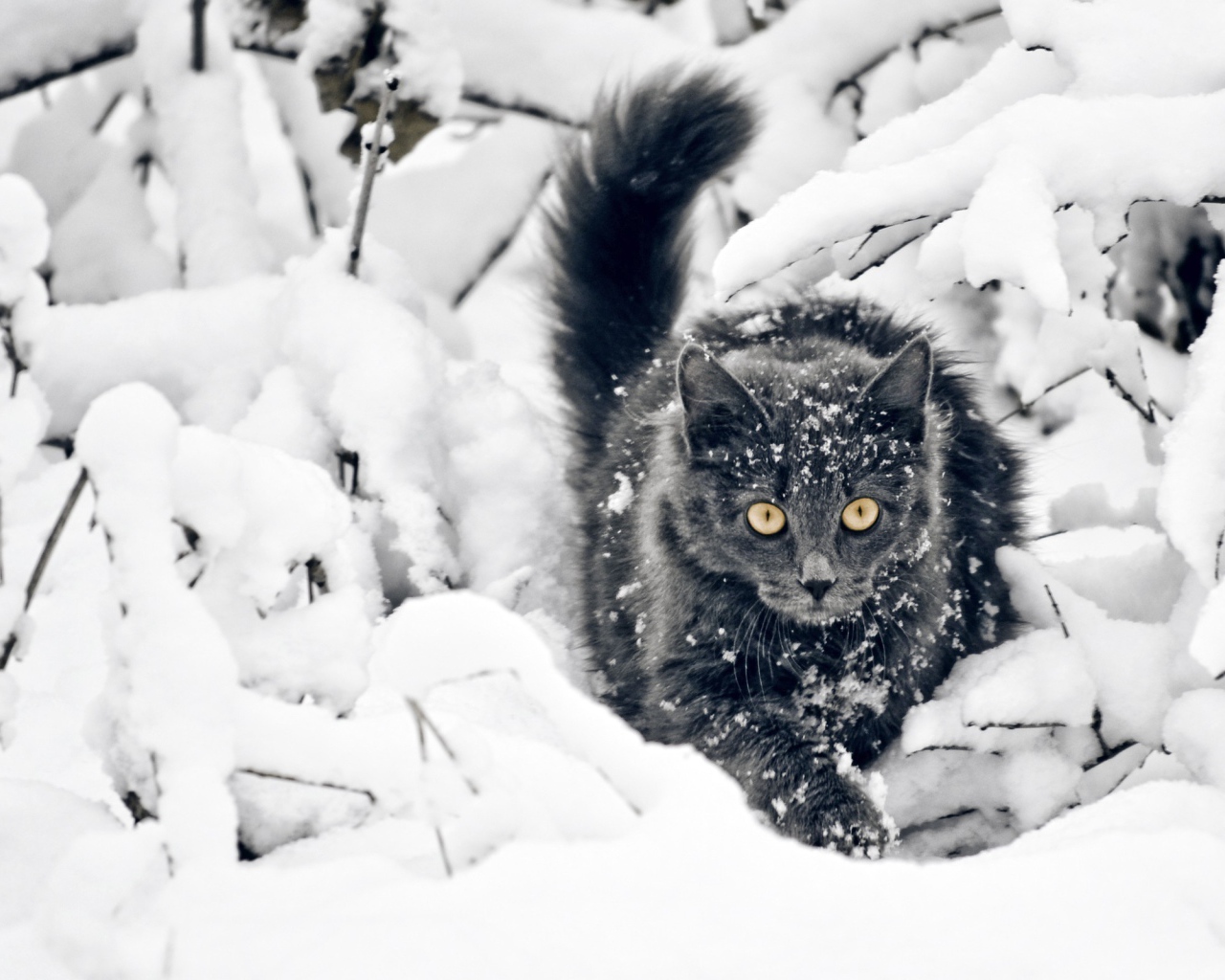 Кот среди покрытых снегом веток