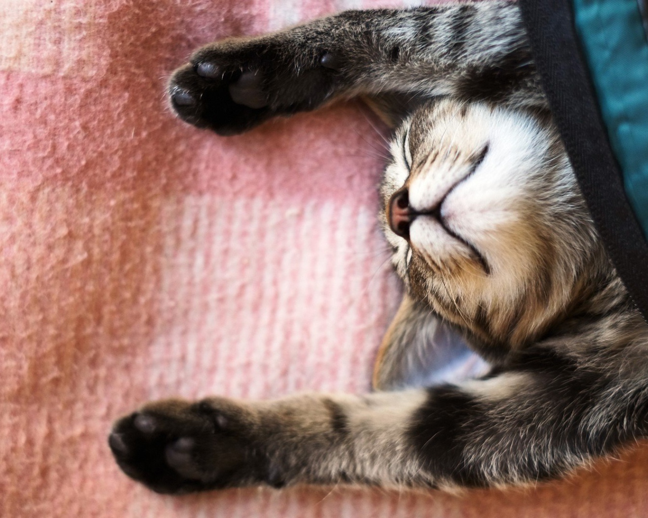 Кот уснул под покрывалом