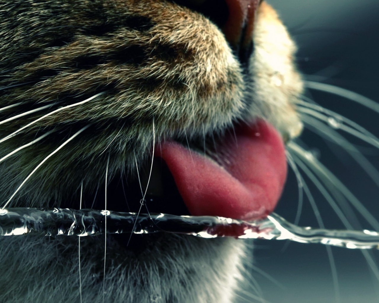 Кот ловит языком струю воды
