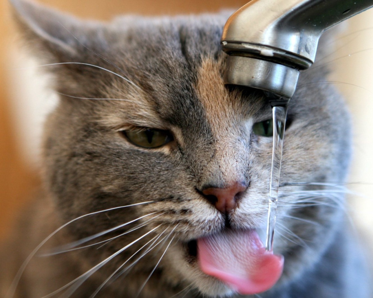 Кот пьет воду из-под крана