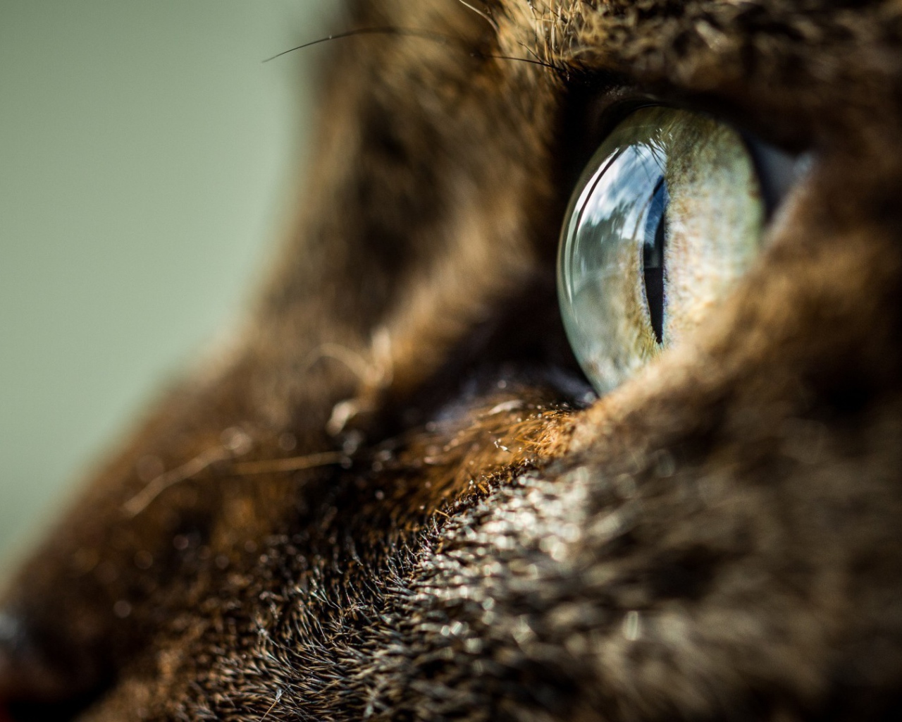 Глаз кота крупным планом