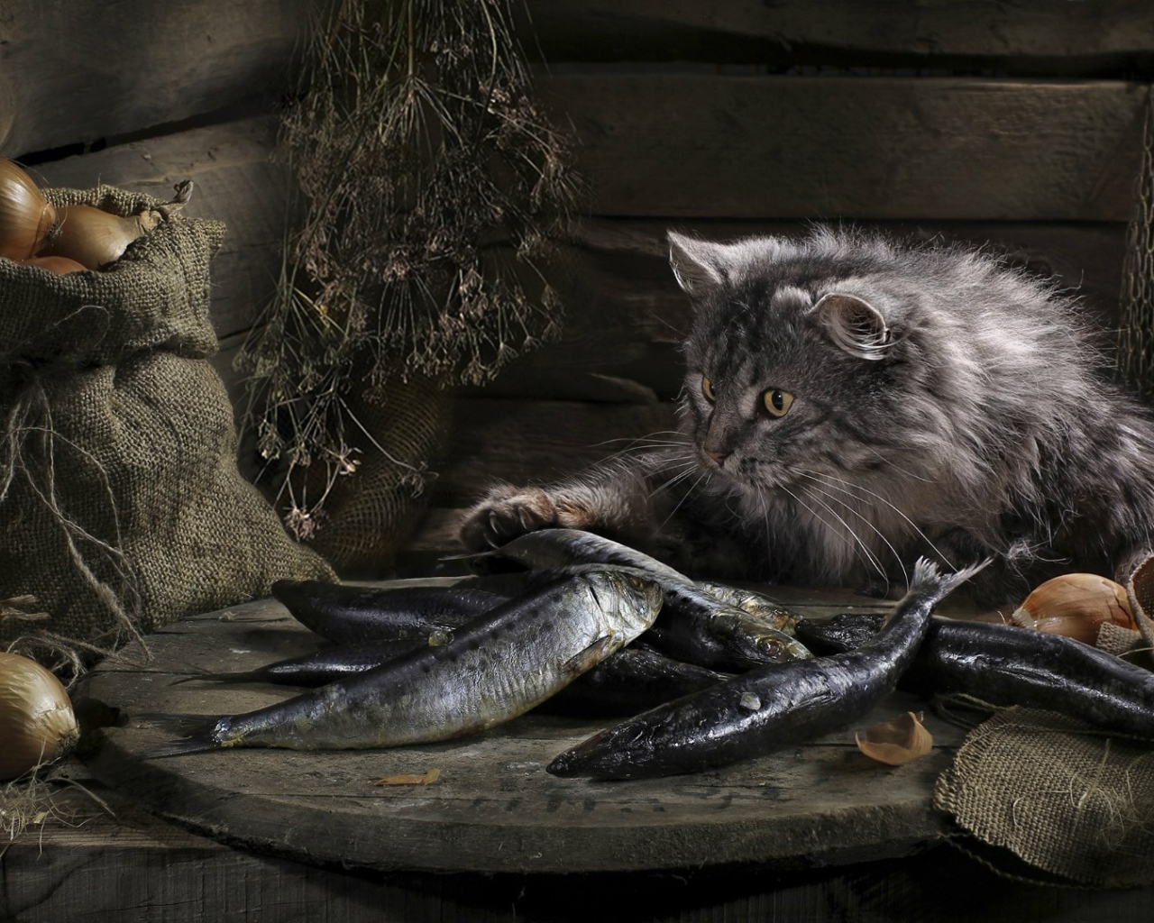 Кот нашел сокровище