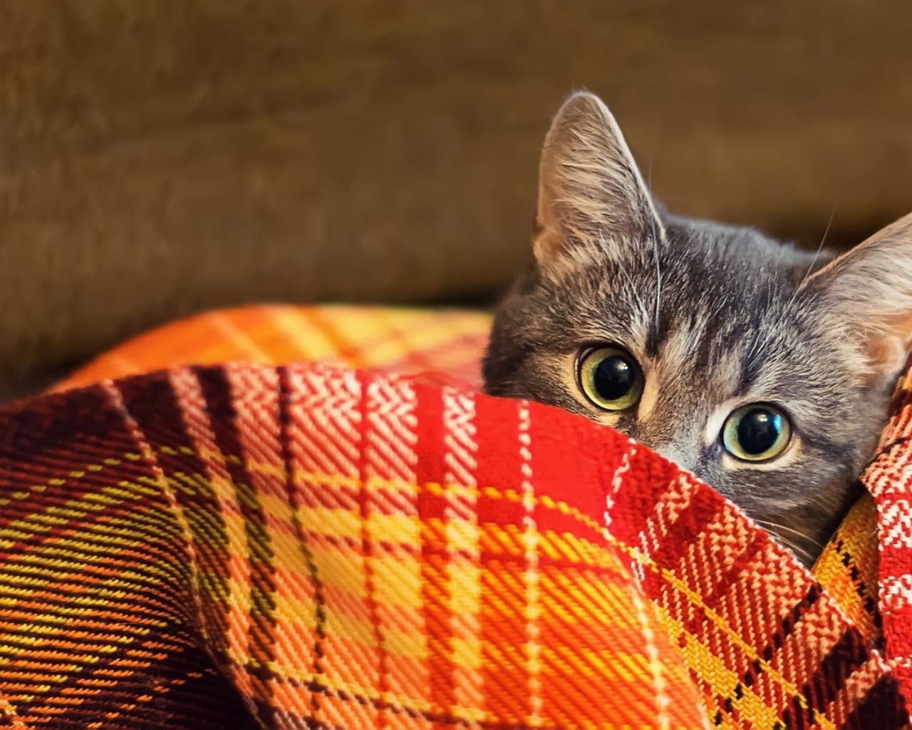 Кот прячется в пледе