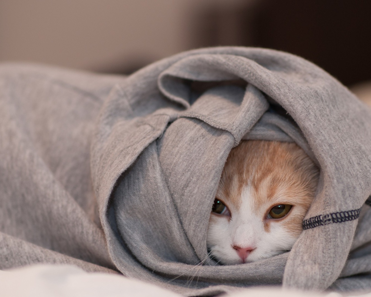 Кот спрятался в кофте