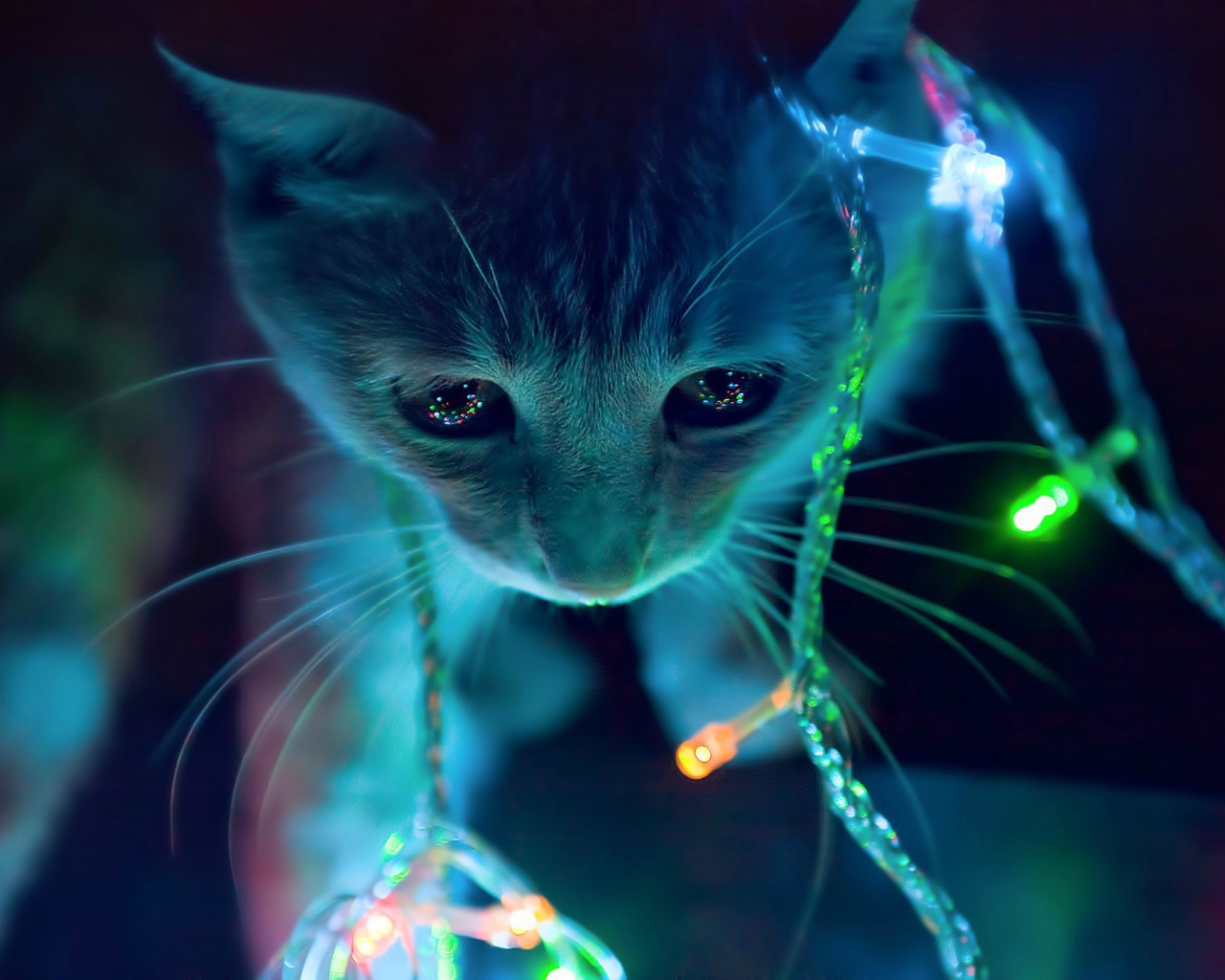 Кот в новогодней гирлянде