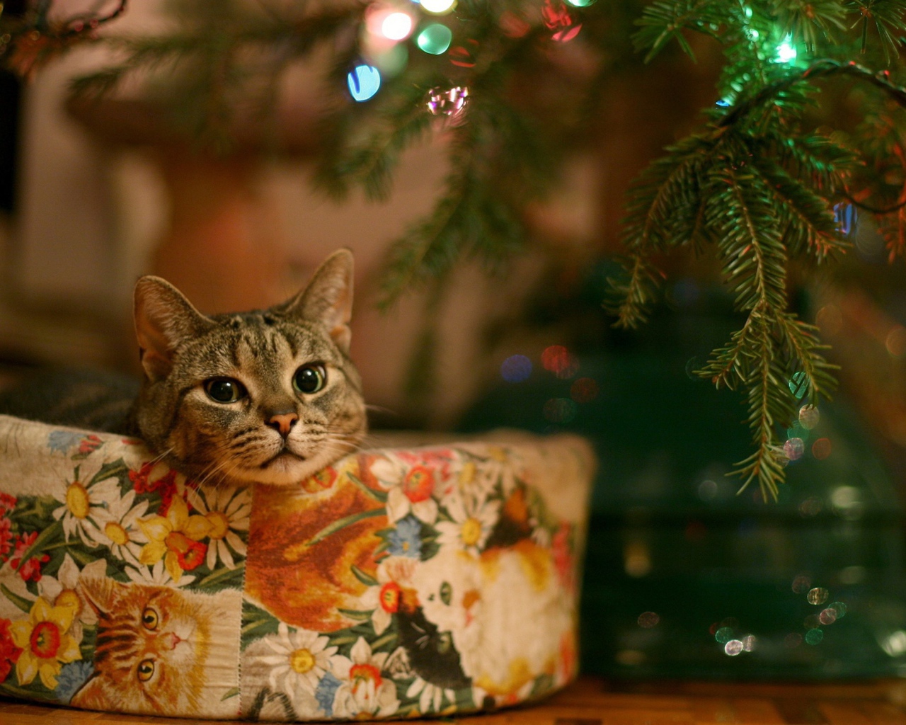 Кот в качестве новогоднего подарка