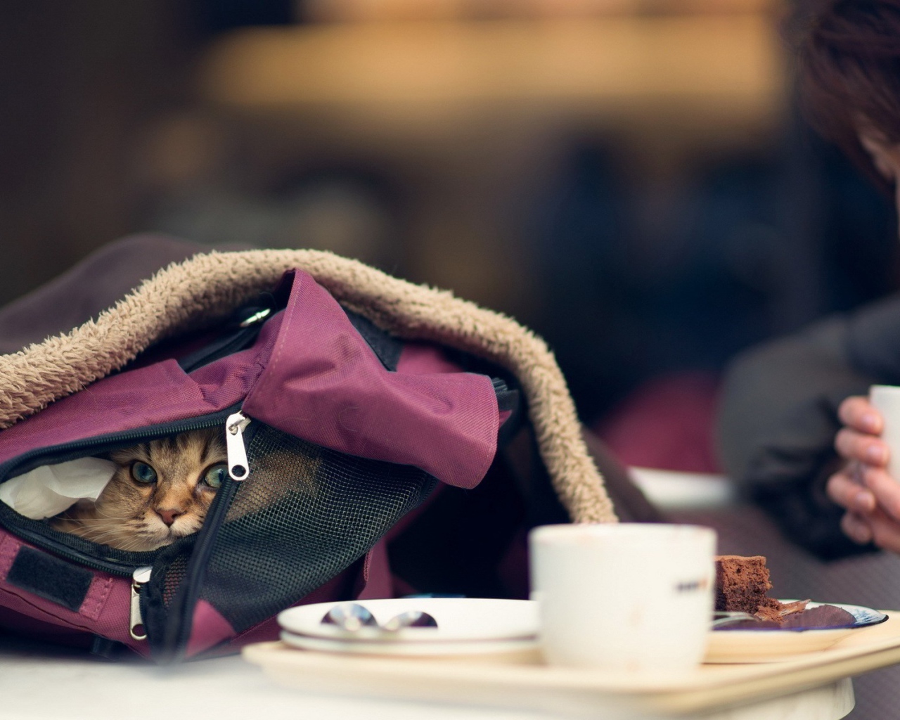 Кот в рюкзаке девушки