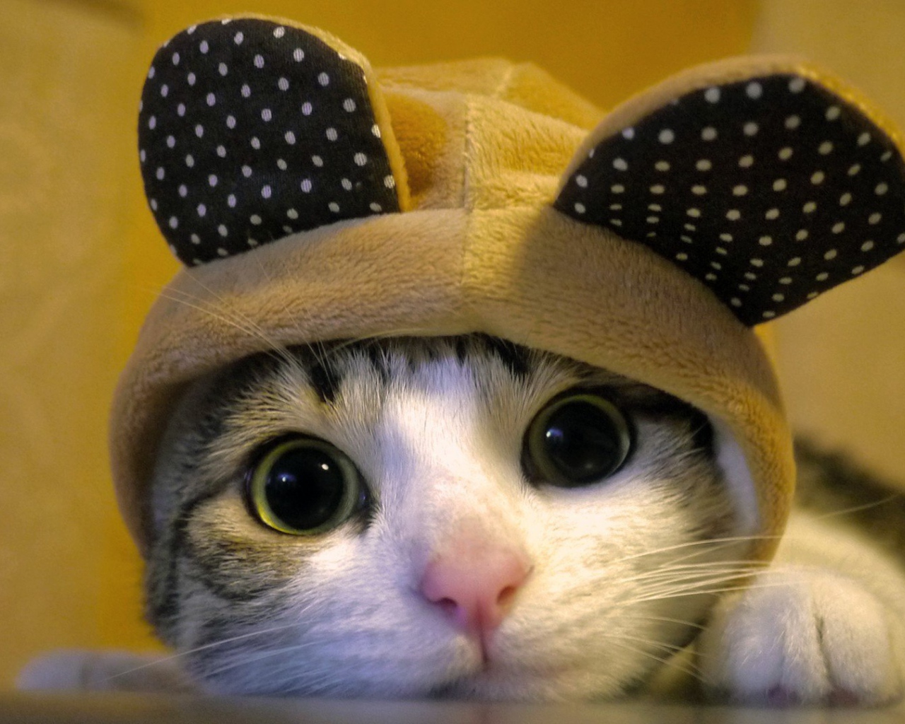 Кот в костюме с ушами