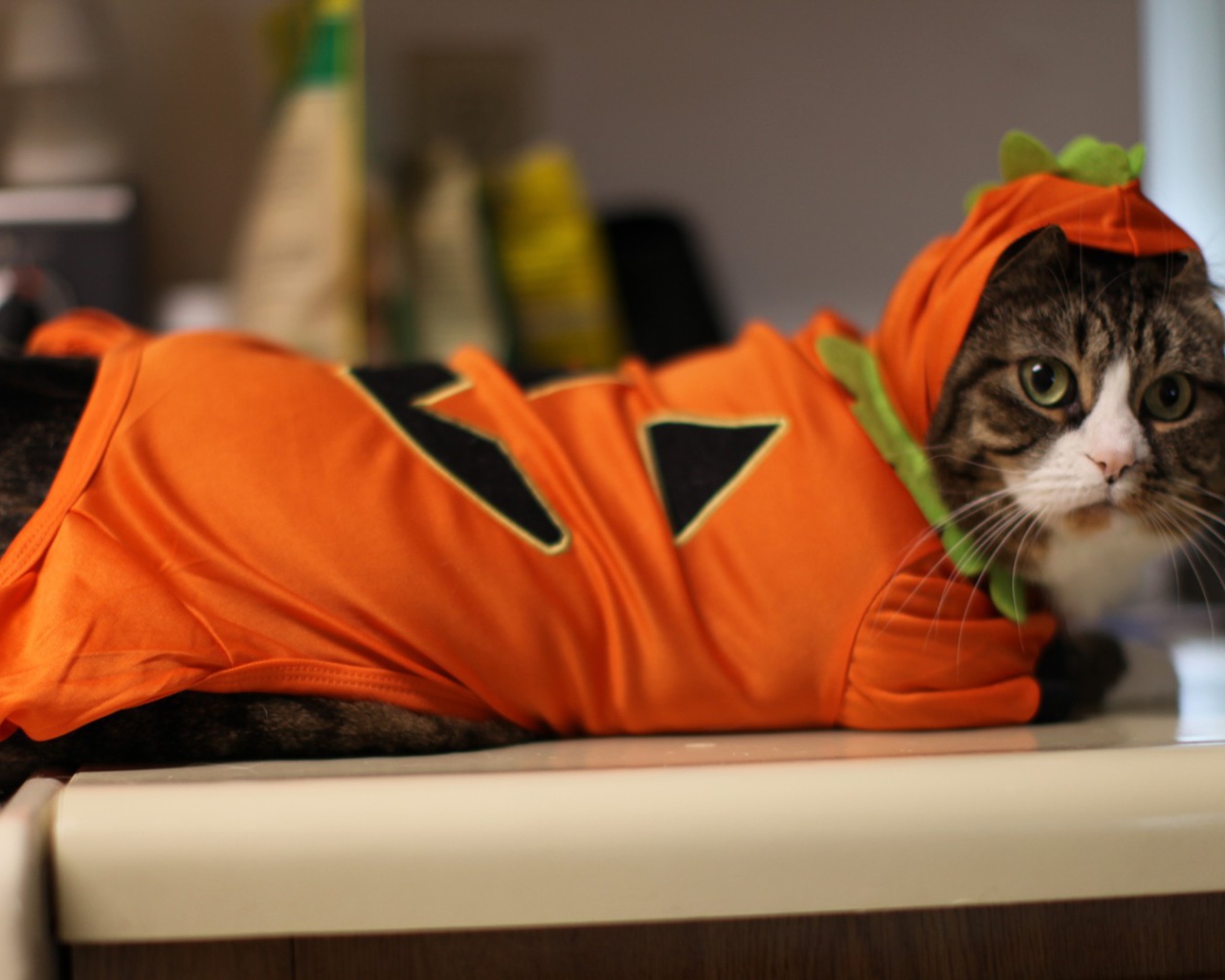 Кот в оранжевой одежде