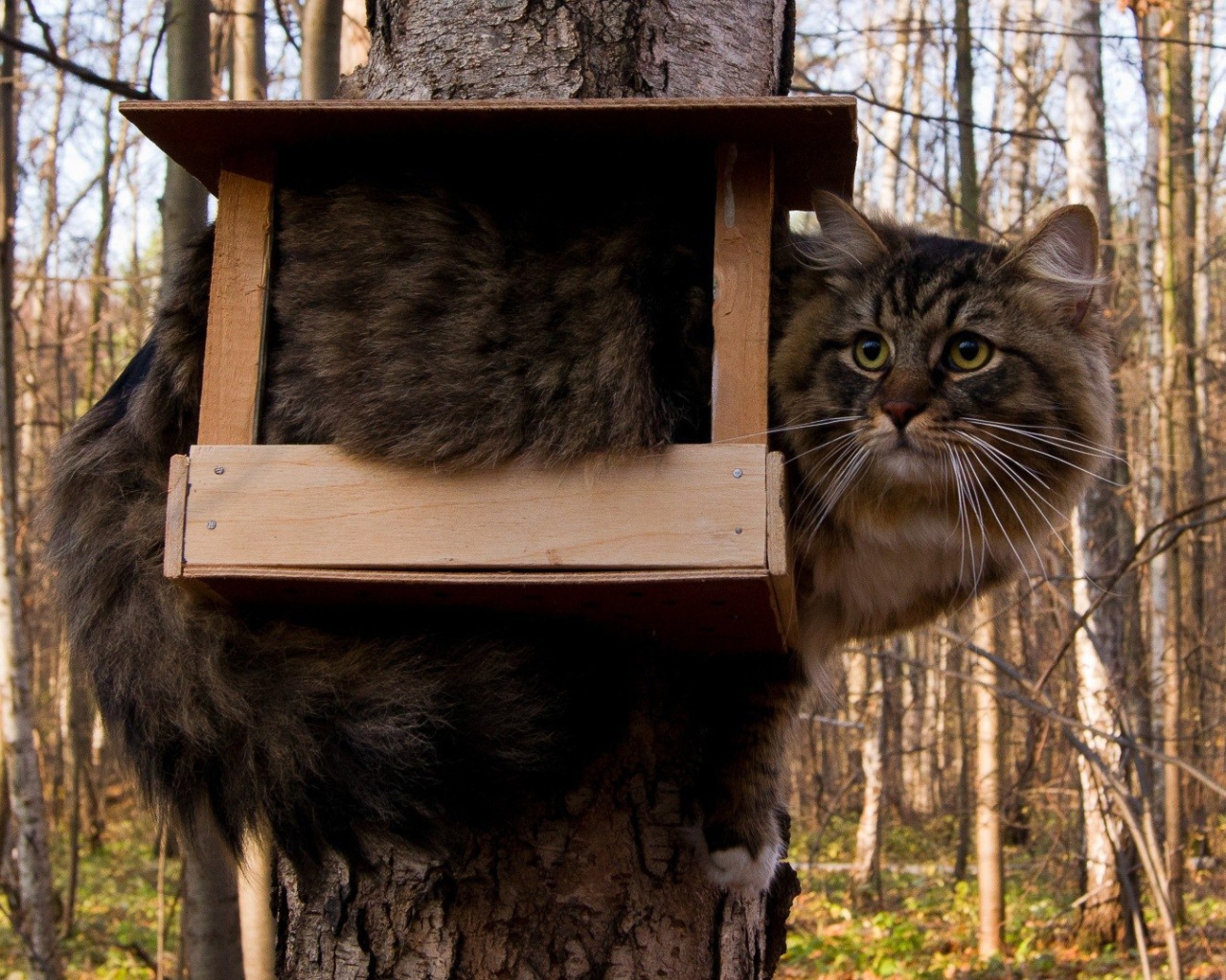 Кот ждет птичек