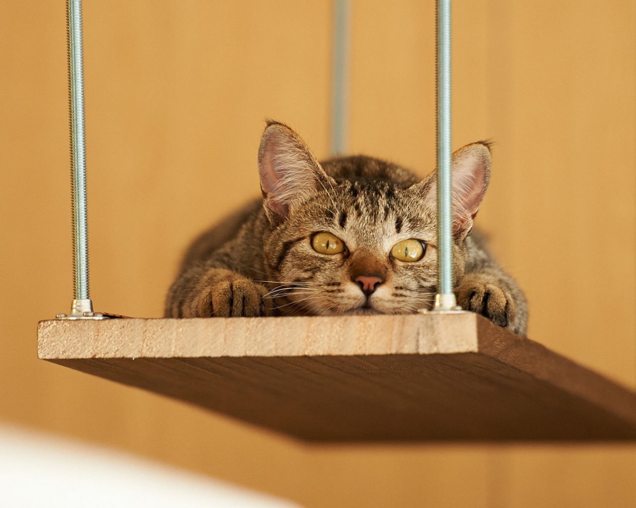 Кот лежит на деревянной полке