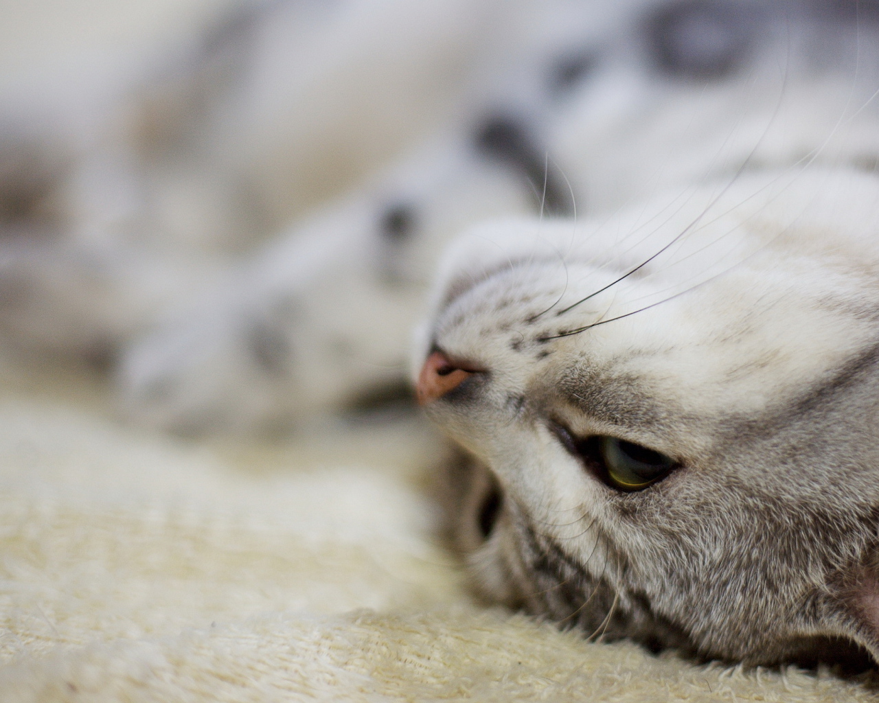 Кот нежится на ковре