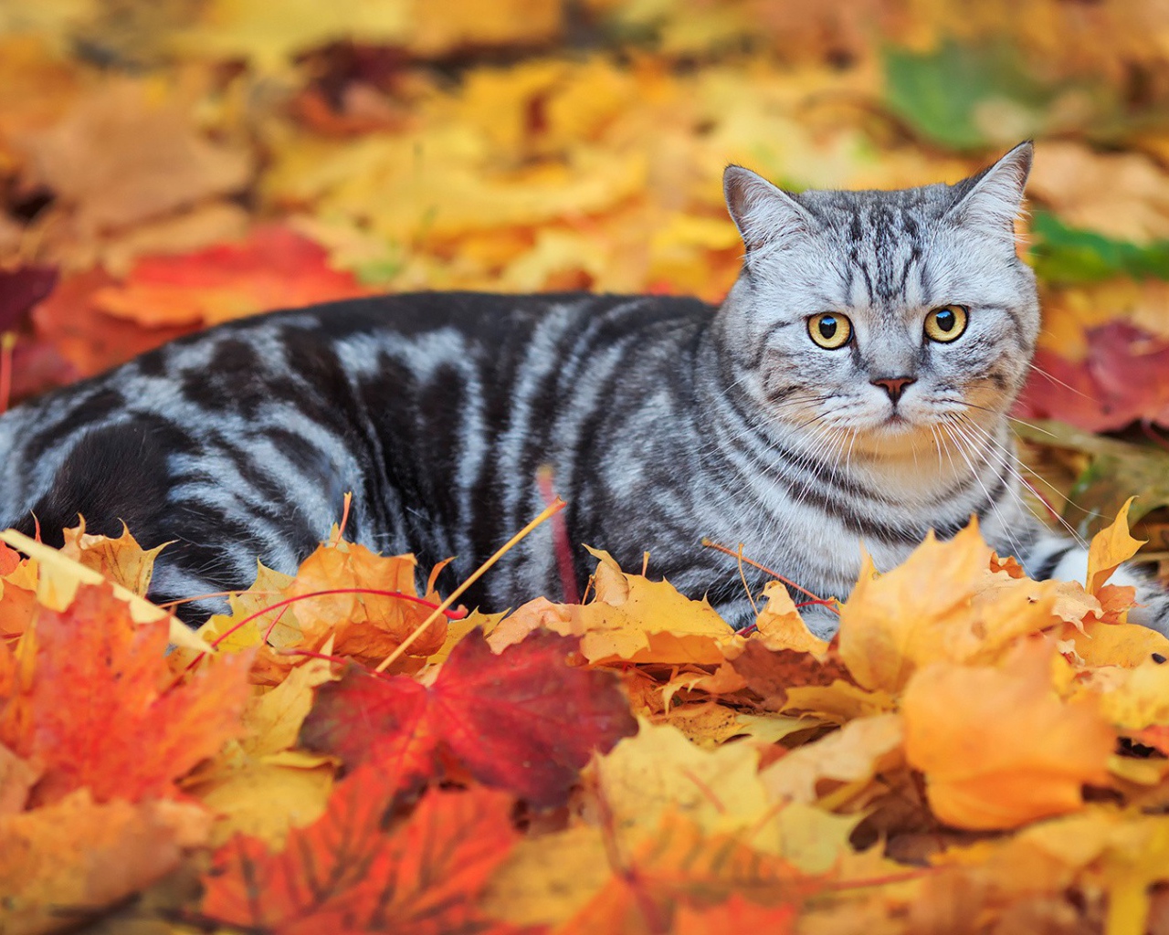 Кот лежит на опавших листьях
