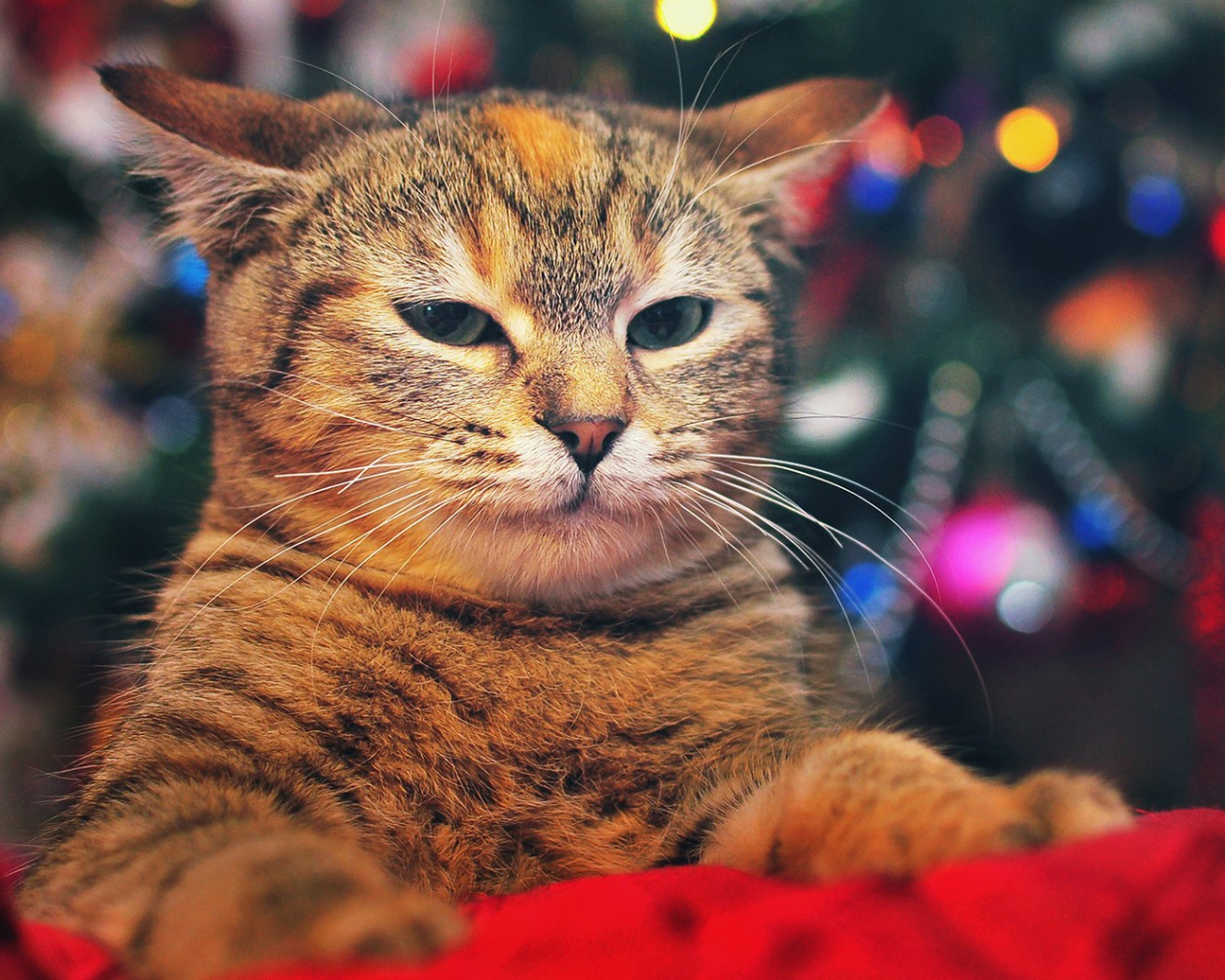 Кот на фоне елки