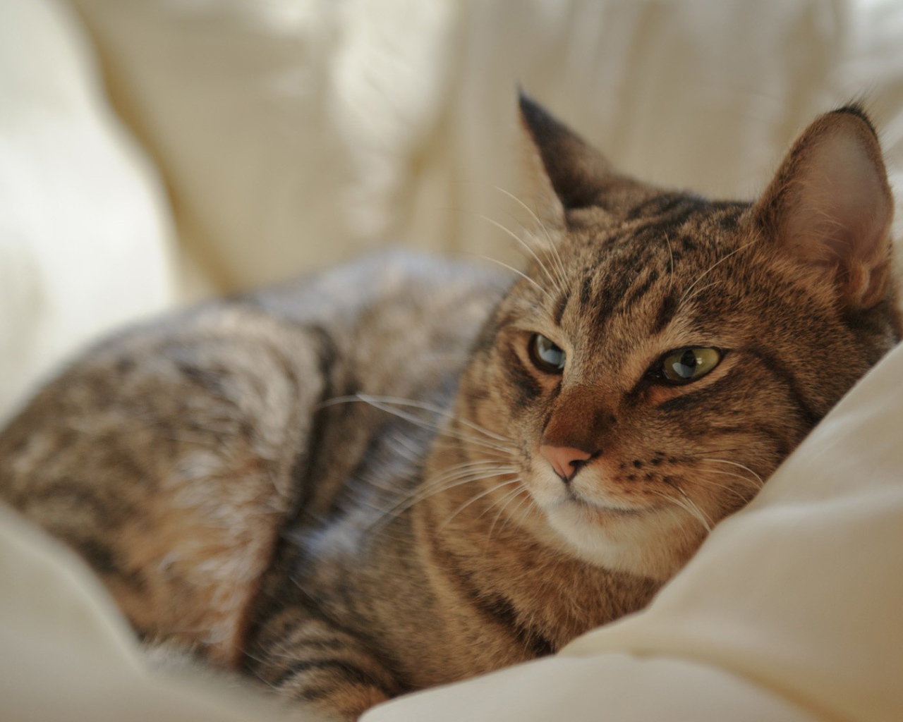 Кот на мягкой перине