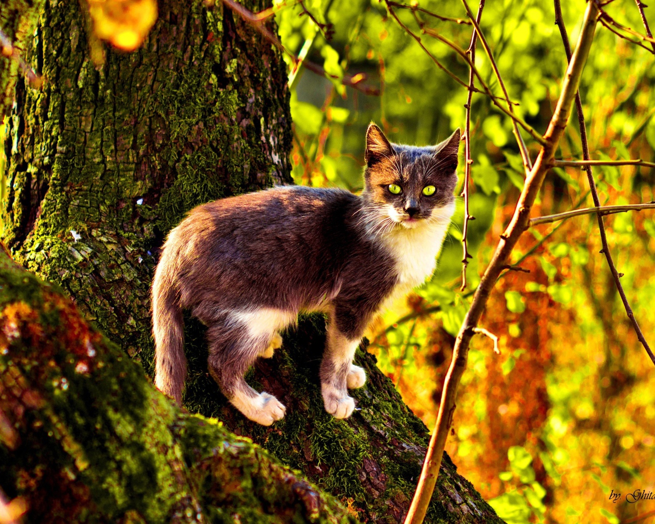 Кот на поросшем мхом дереве