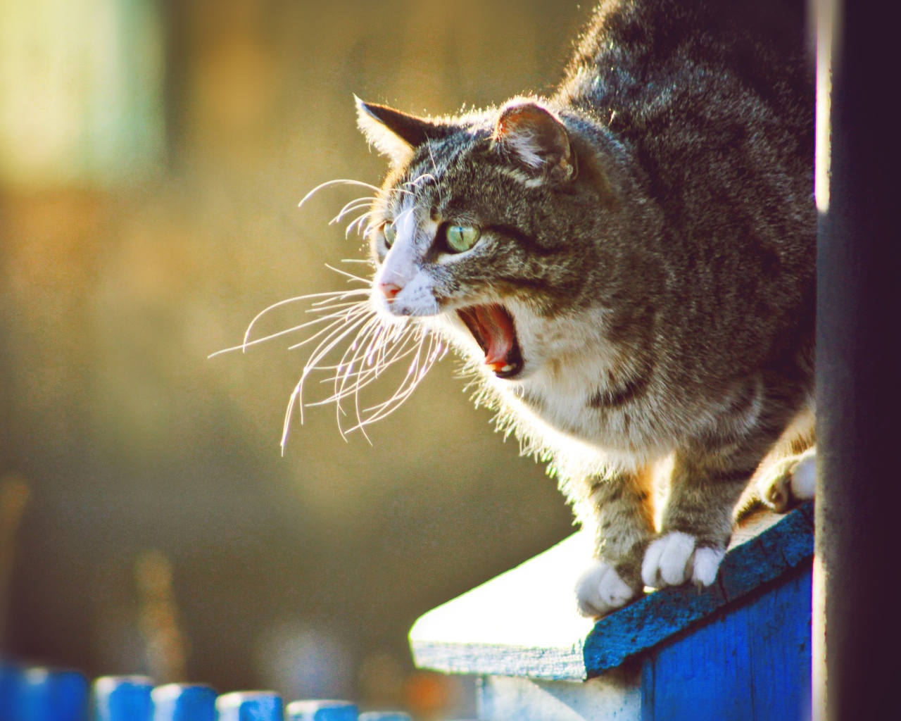 Кот широко разинул пасть