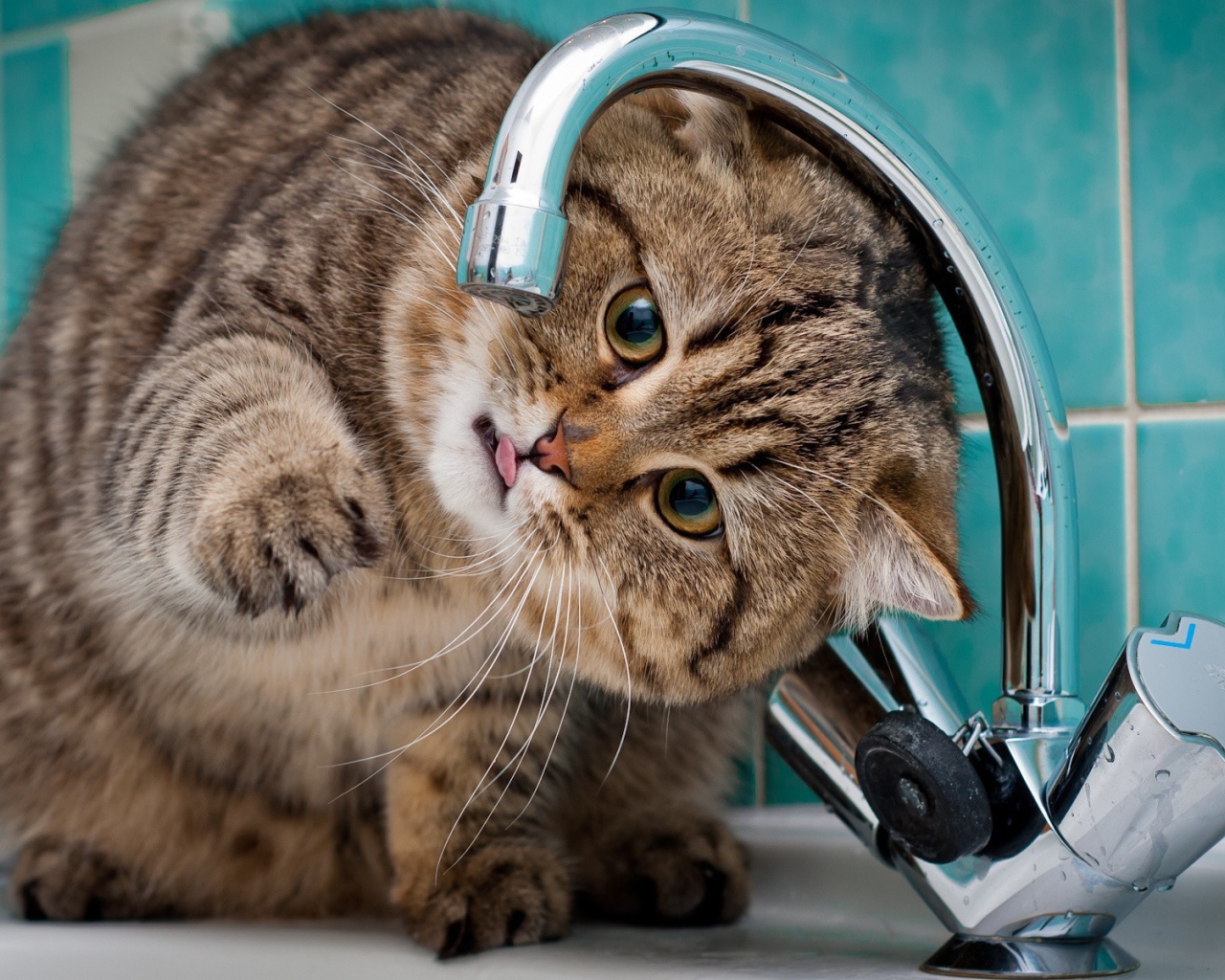 Кот ловит лапой капли из крана