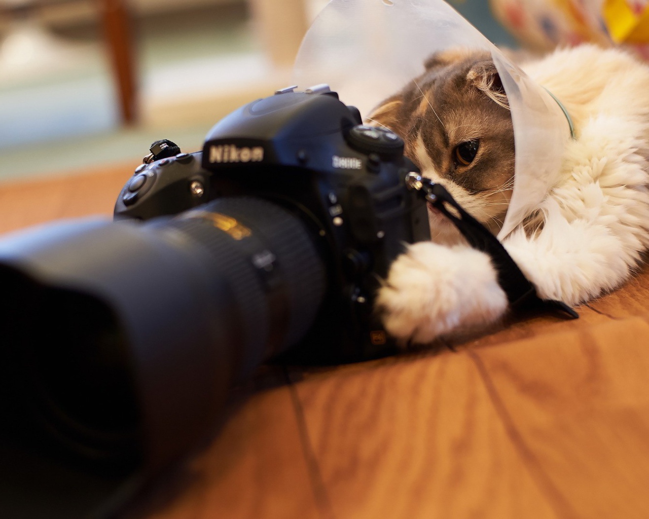 Кот играет с фотоаппаратом