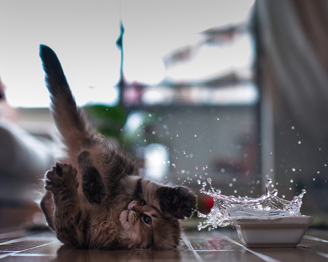 Кот играет с водой лежа на спине