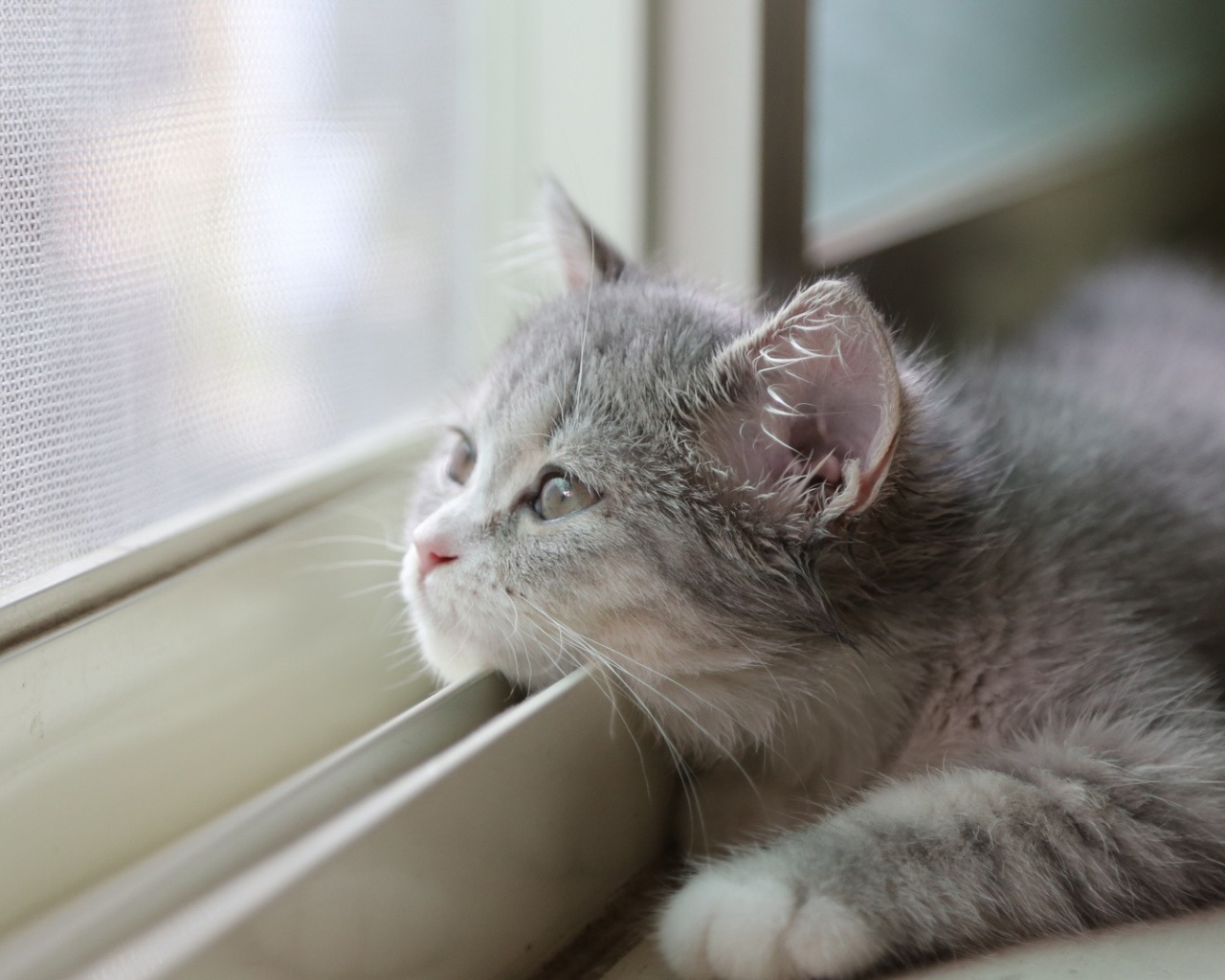 Кот положил голову на раму окна