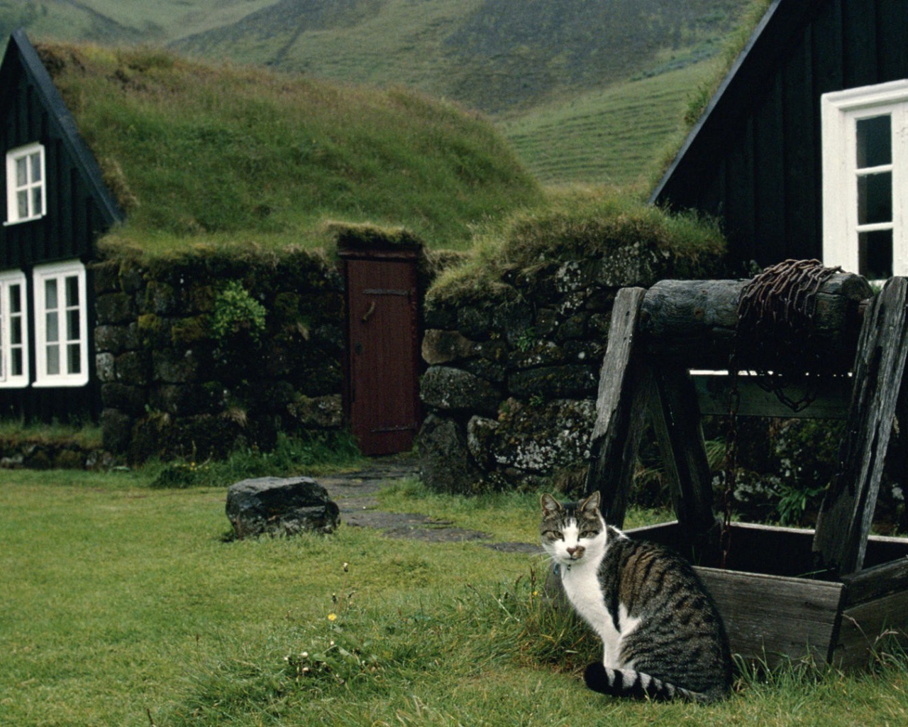 Кот сидит у колодца