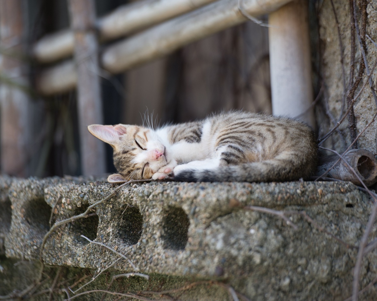 Кот спит на бетонной плите
