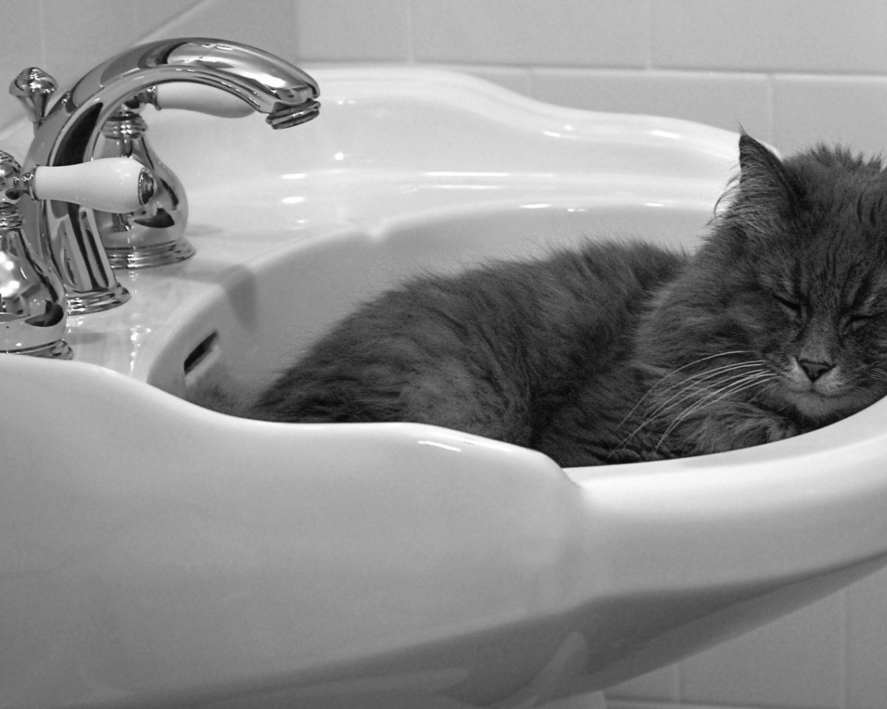 Кот мирно спит в раковине