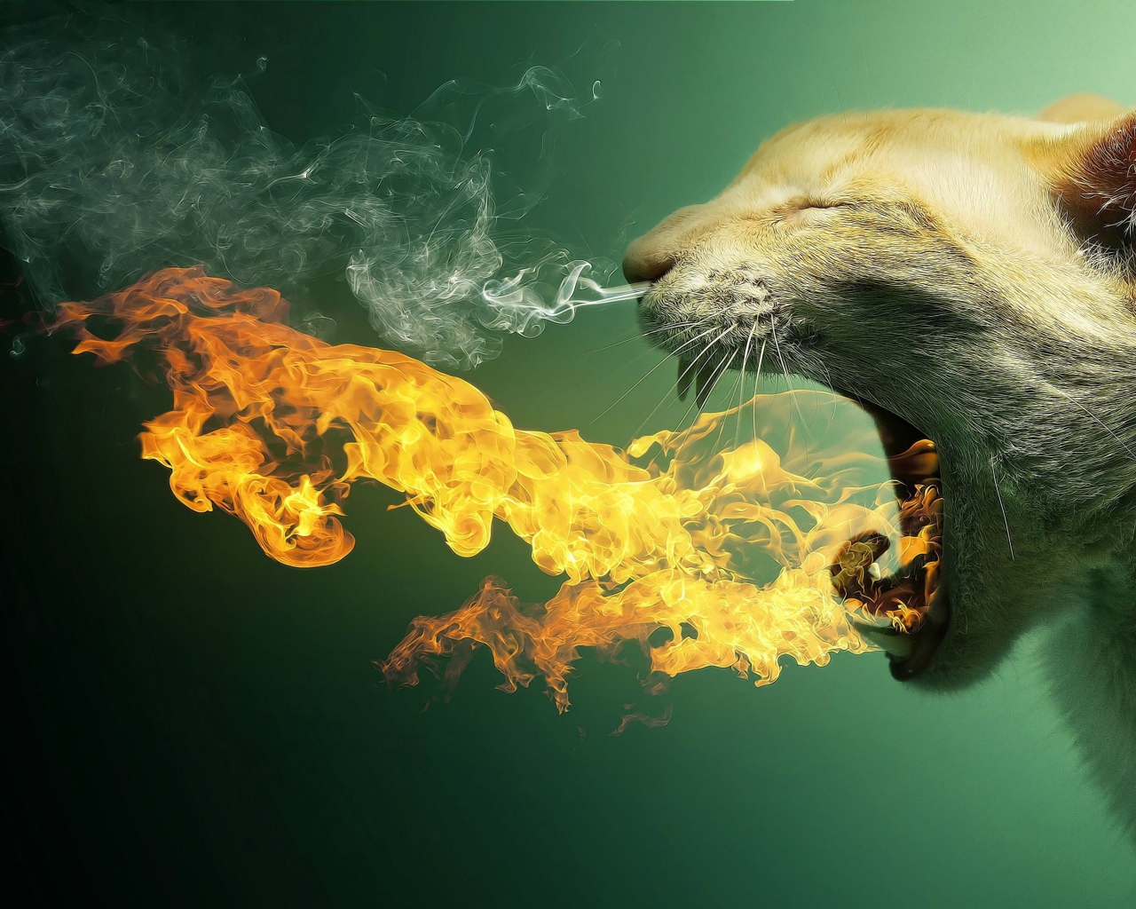 Кот изрыгает пламя
