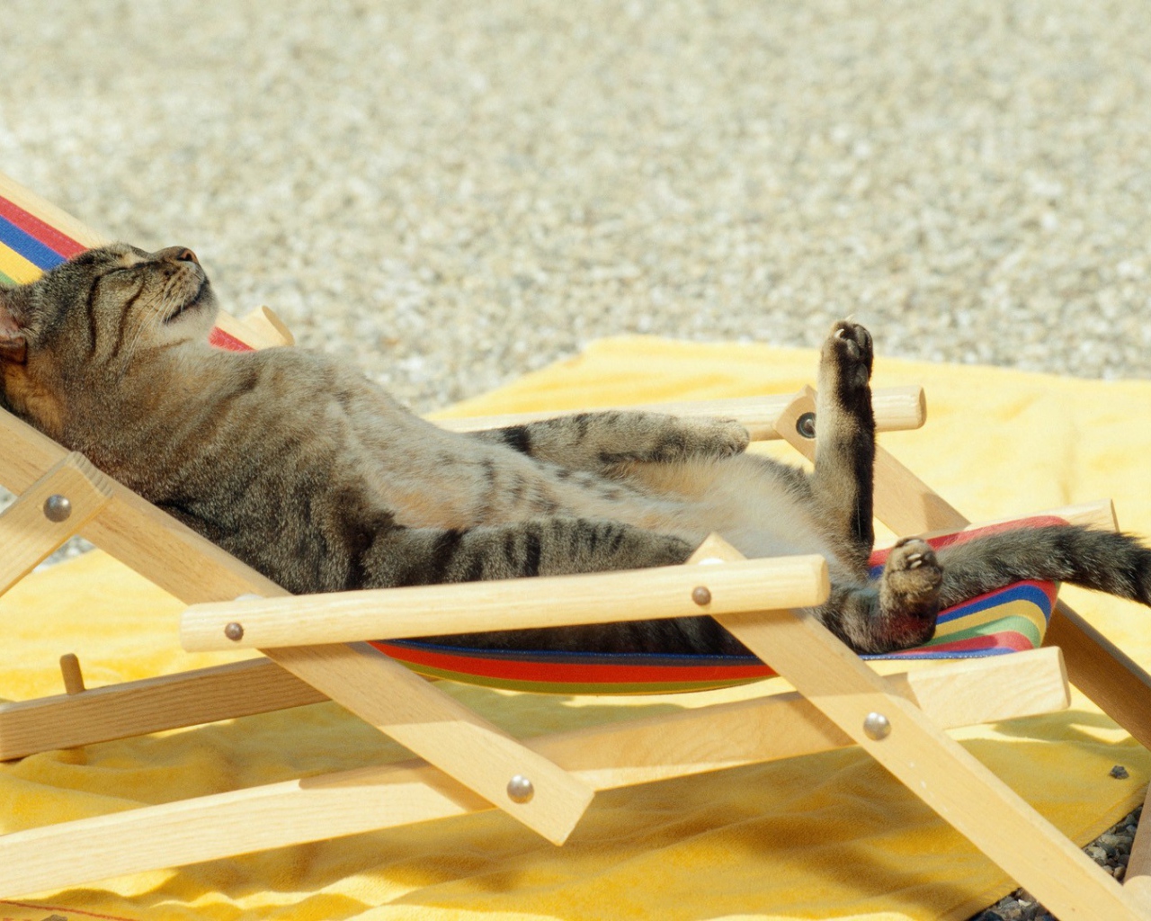 Кот загорает на пляже