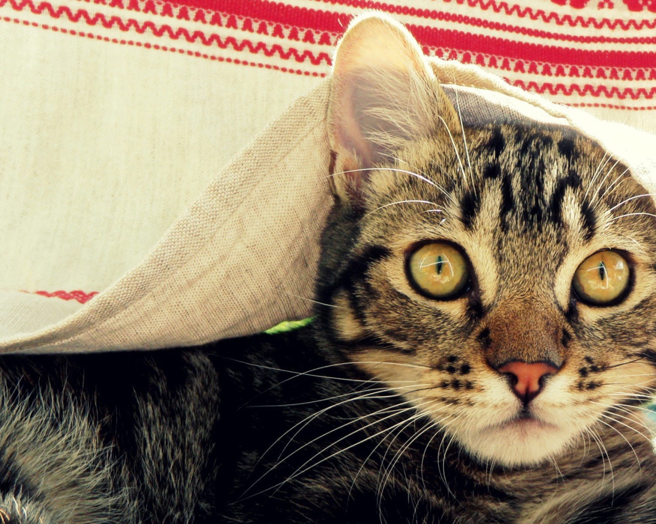 Кот под вышитым полотенцем