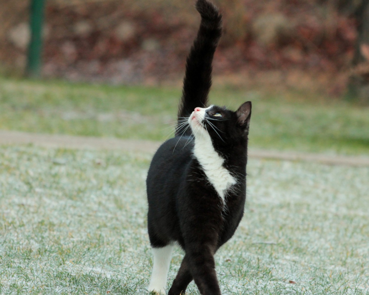 Кот с черным хвостом смотрит вверх