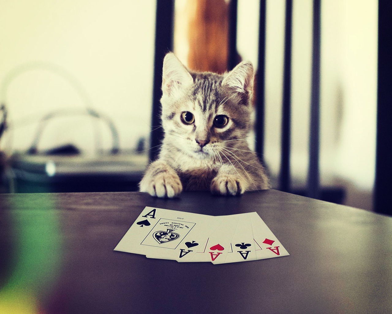 Кот выиграл в карты