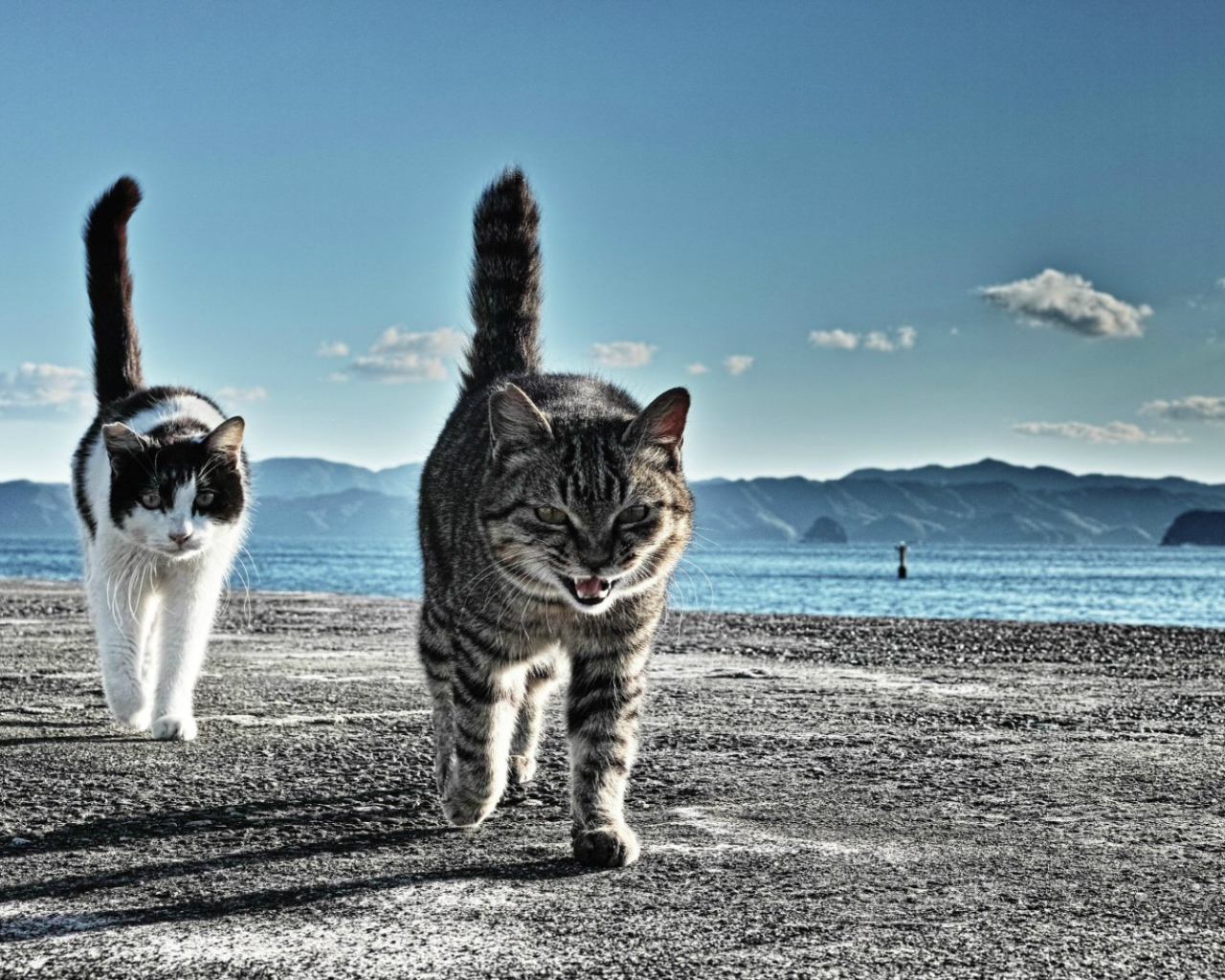 Коты готовы к драке