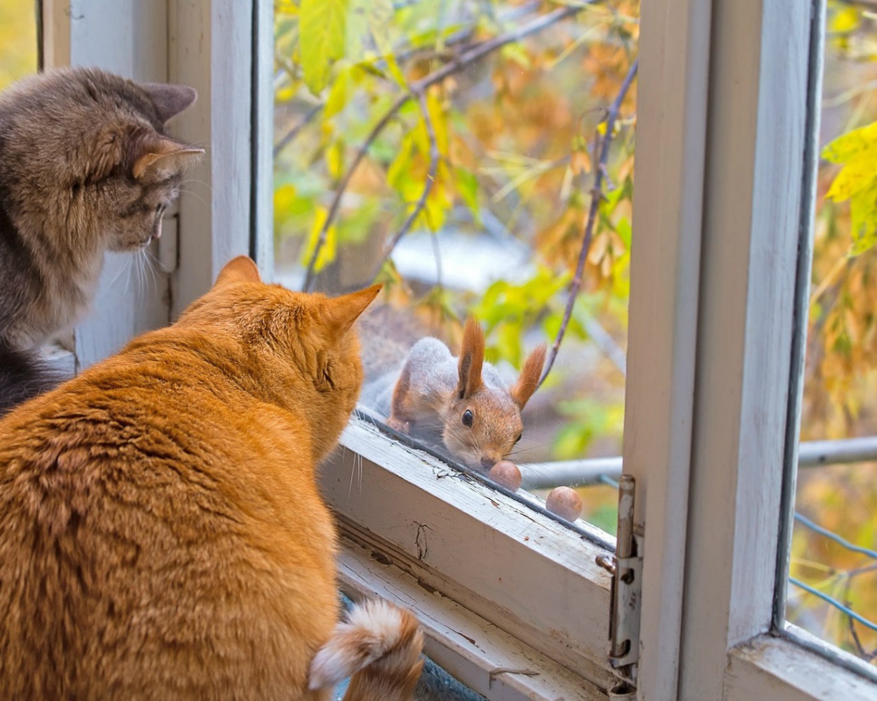 Коты знакомятся с белкой