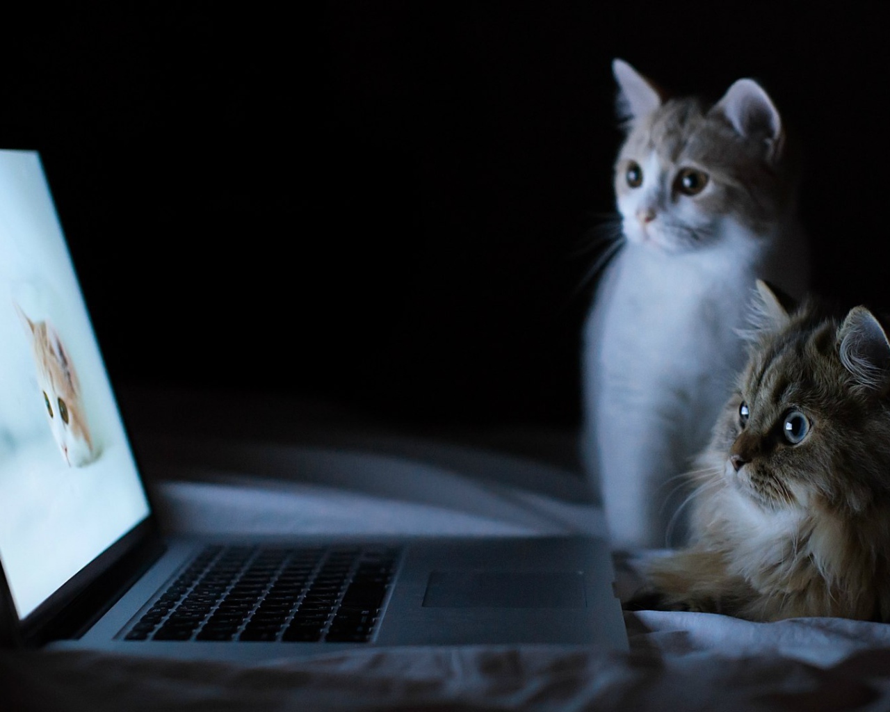 Коты смотрят фотографии