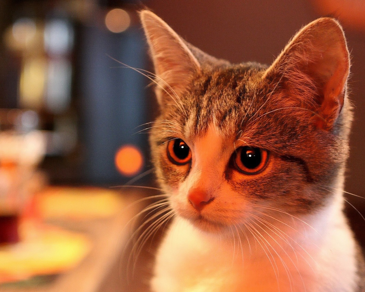 Милая домашняя кошка