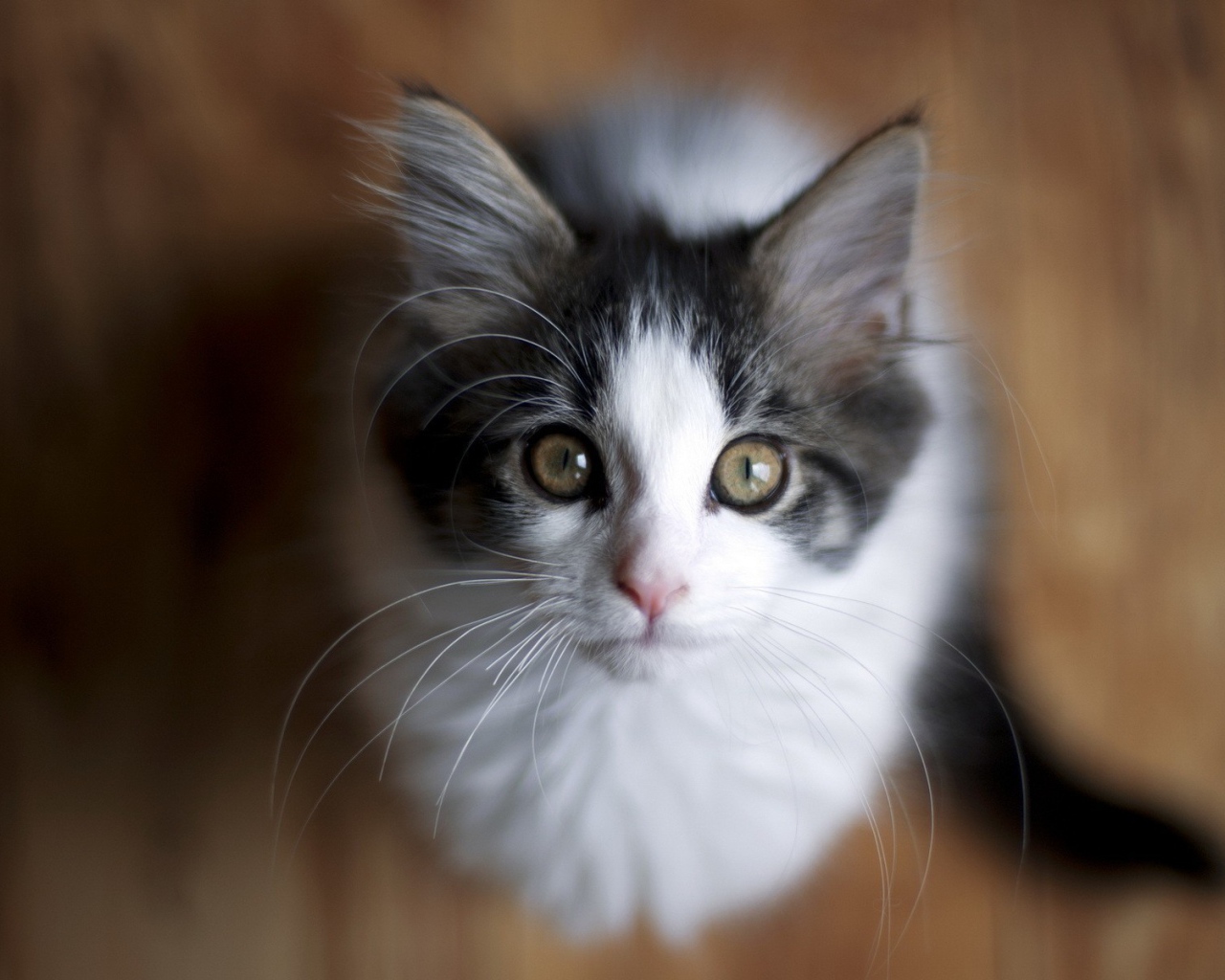 Милый котенок смотрит вверх