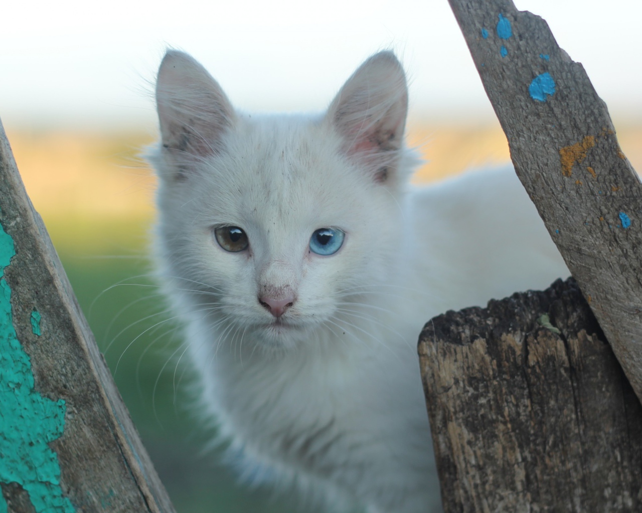 Грязный белый кот с разными глазами