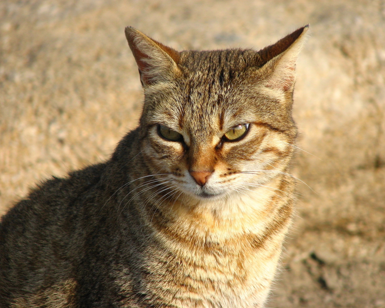 Недовольный большой кот