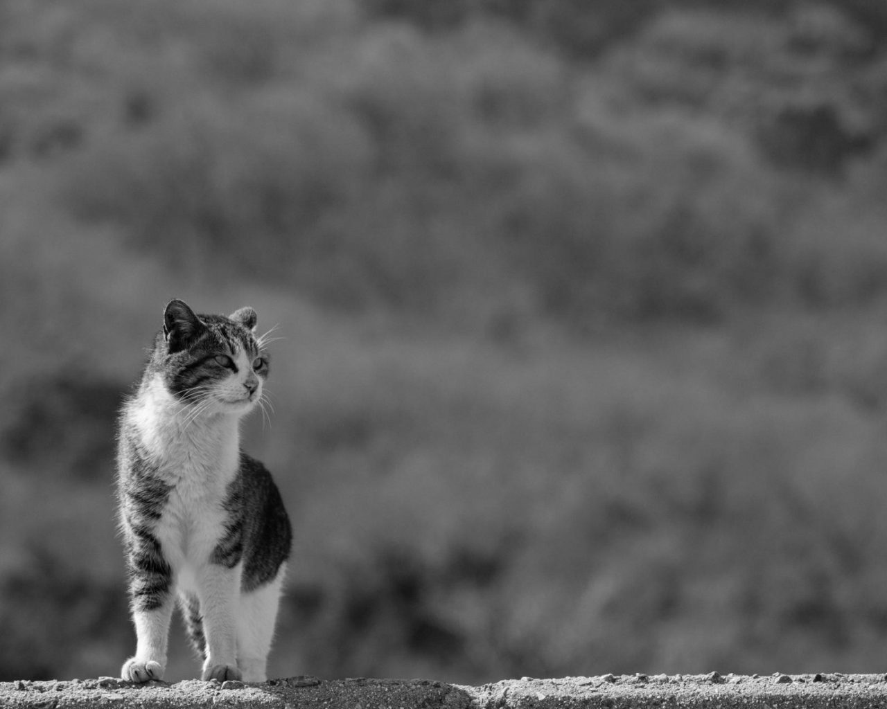 Домашний кот на сером фоне