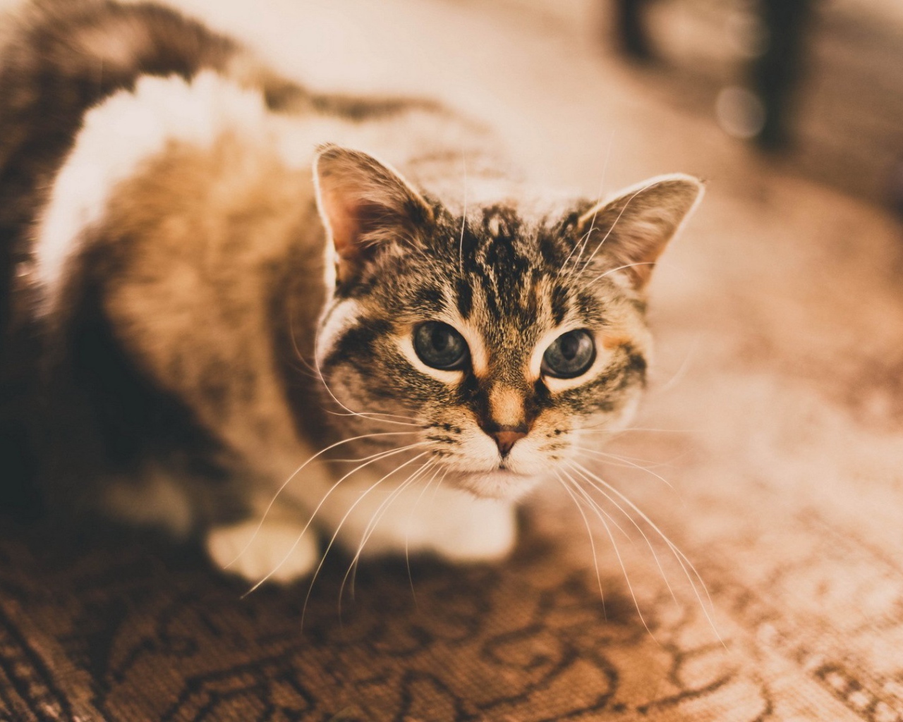 Домашняя кошка сидит на ковре