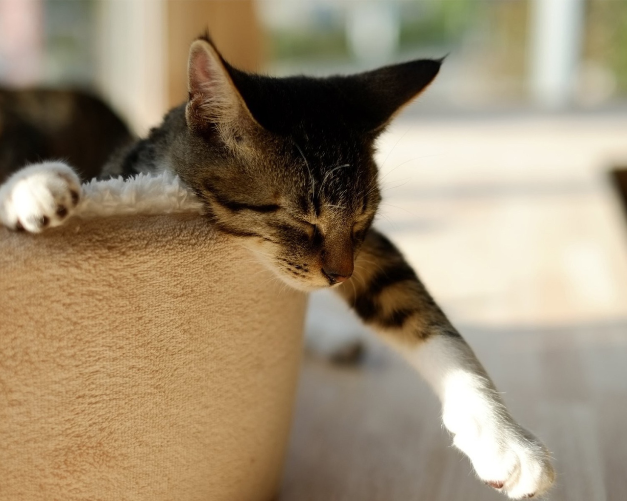 Домашний кот спит в корзине