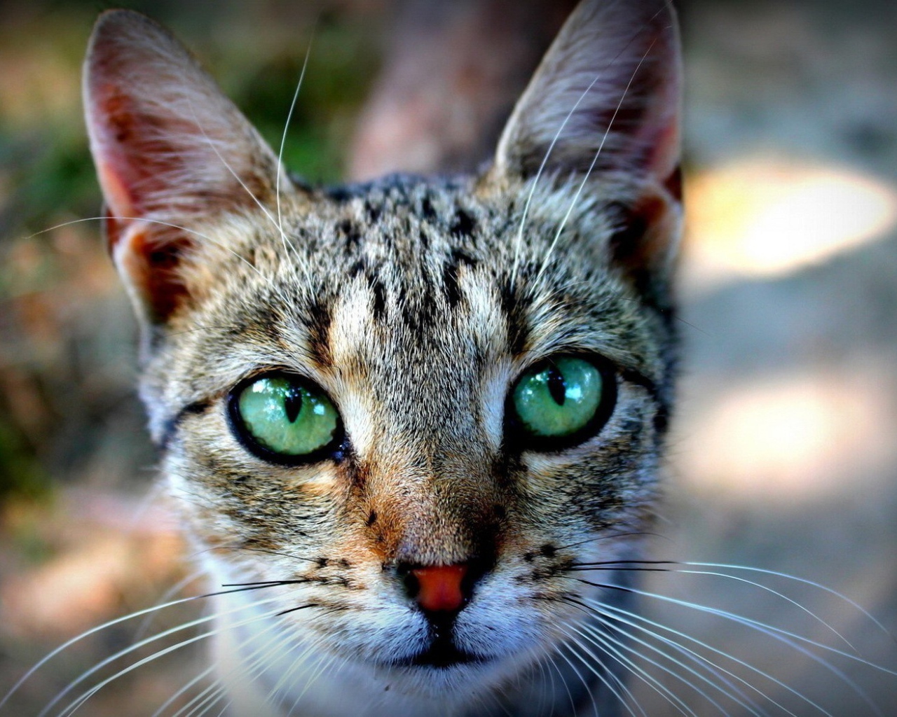 Выразительные зеленые глаза у кошки