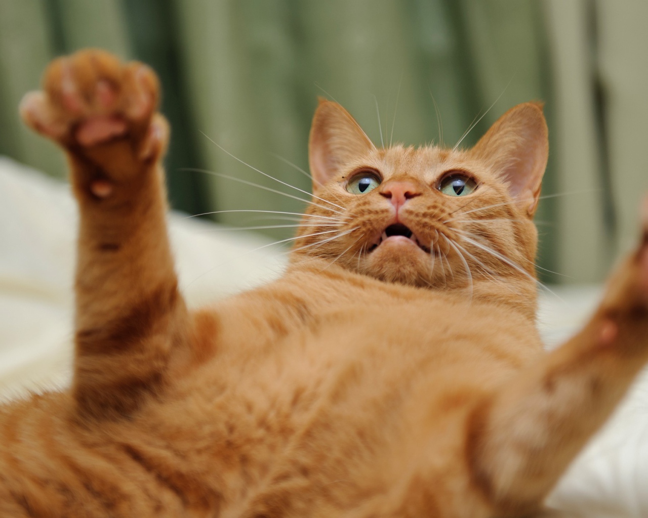 Огненно рыжий кот на спине