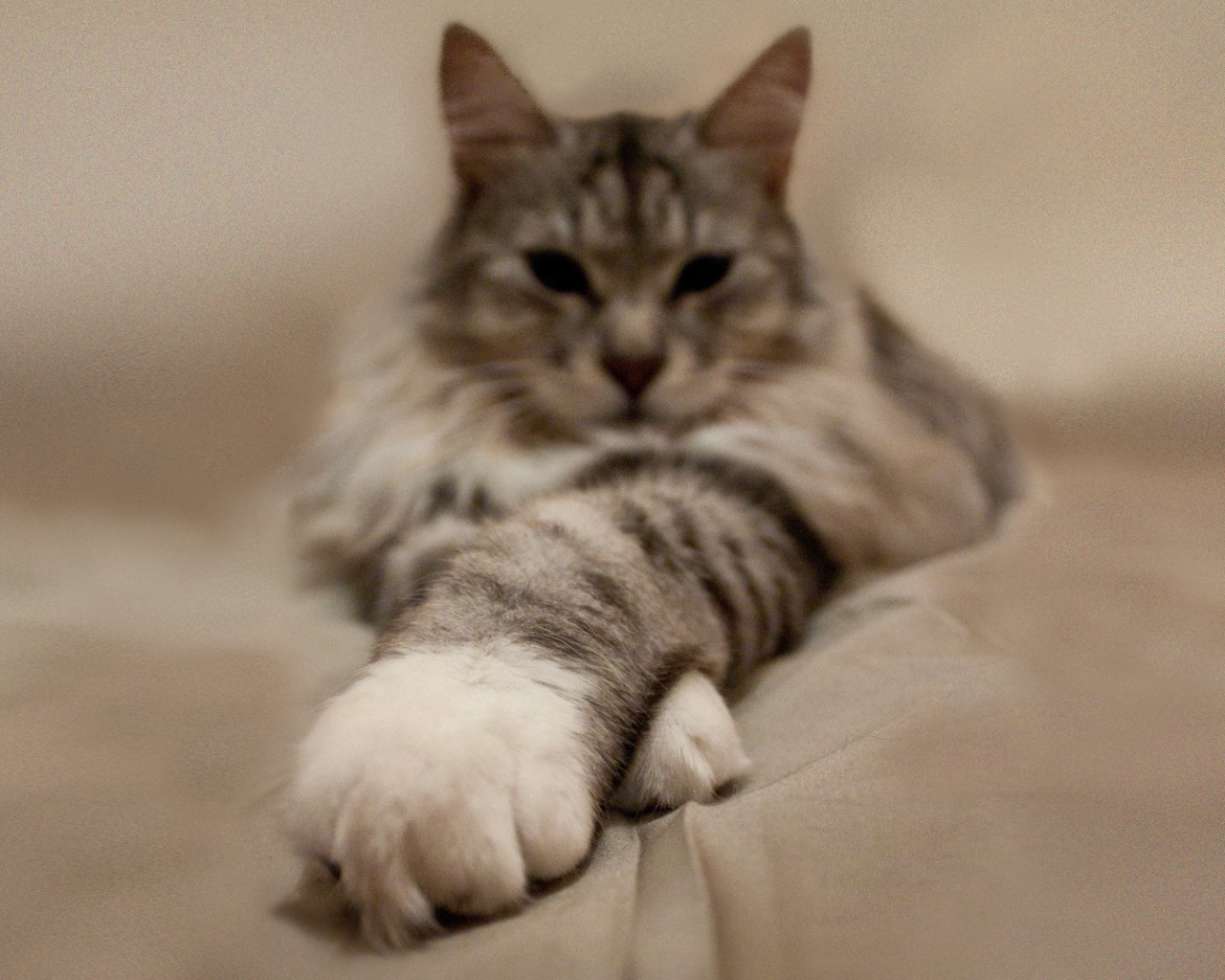 Пушистый кот вытянул лапы вперед