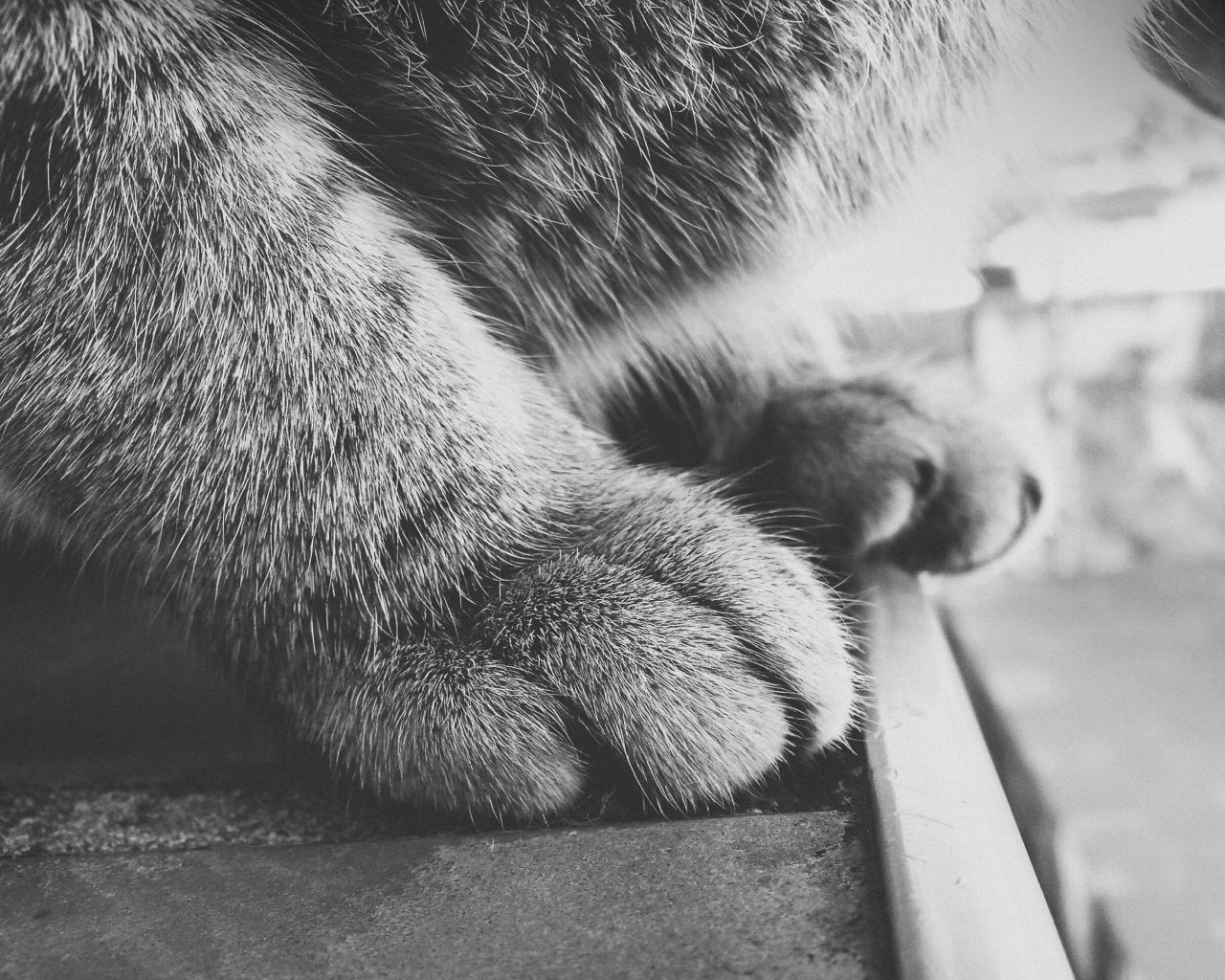 Пушистые кошачьи лапки