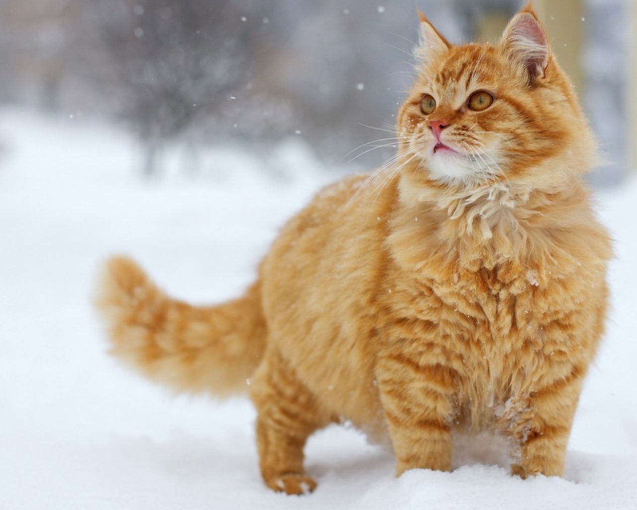 Пушистый рыжий кот на снегу