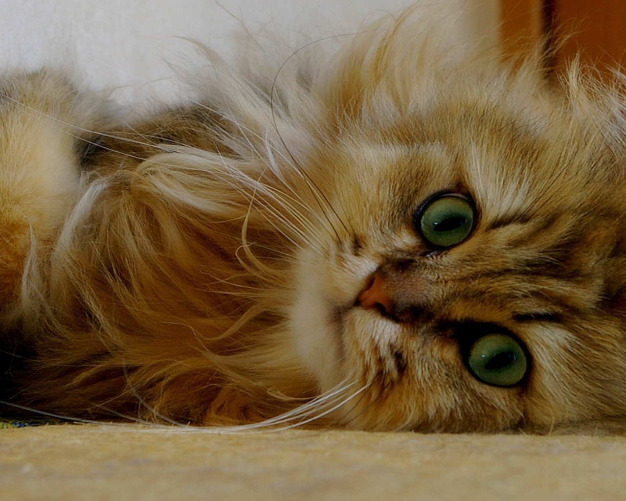 Пушистый зеленоглазый котенок