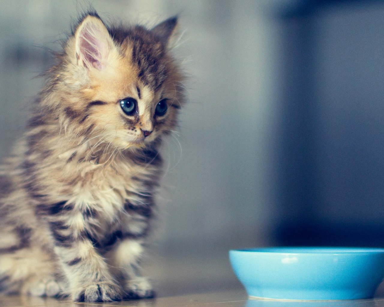 Пушистый котенок у мисочки